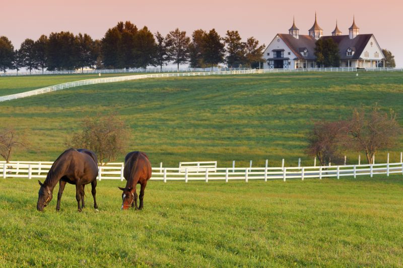 Equine Fence Installation in Pearland, TX