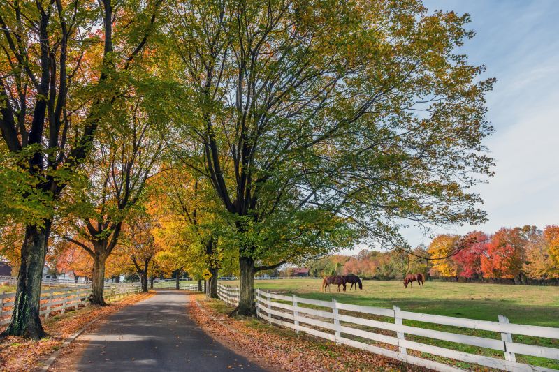 Horse Fence Replacement in Sacramento, CA