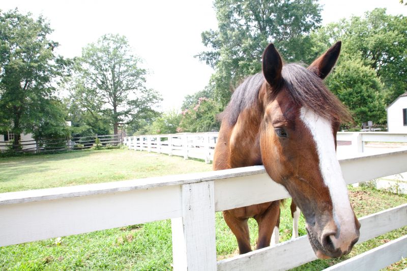 Horse Fence Replacement in Pearland, TX